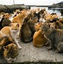 Image result for Cat Town Japan