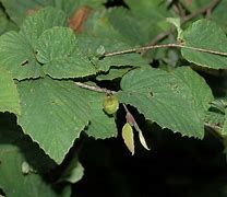 Image result for Corylopsis pauciflora