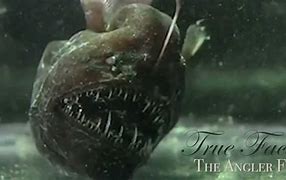 Image result for Titanic Angler Fish Meme