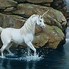 Image result for Live Horse Screensavers