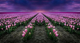 Image result for Flower Field Wallpaper for Desktop