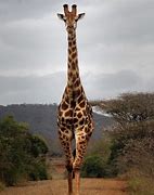 Image result for Tallest Animal Traf
