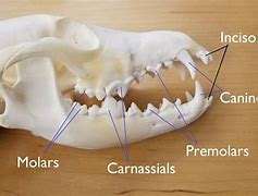 Image result for Animal Skulls Teeth