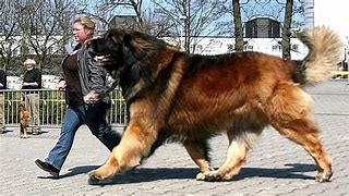 Image result for Biggest Dog Breed Size