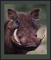Image result for Sharps Brothers Warthog
