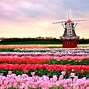 Image result for Spring in Netherlands
