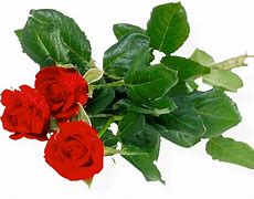 Image result for A Bunch of Roses