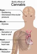Image result for Marijuana Plant Side Effects