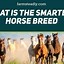 Image result for Smartest Horse Breed