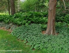 Image result for Asarum canadense