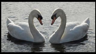 Image result for Symmetry in Nature Examples