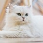Image result for Doll Face Persian Kittens