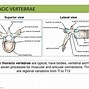 Image result for Thoracolumbar Spine