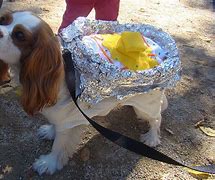Image result for Easy Dog Halloween Costume Ideas