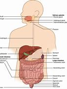 Image result for Printable Life-Size Organs