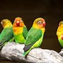 Image result for parrot photos