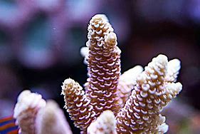 Image result for Pink Orange Green Yellow Tip Milli Coral