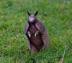 Image result for Pet Armadillo