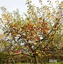 Image result for Autumn Apple Tree