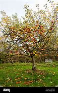 Image result for Apple Tree in Autumn