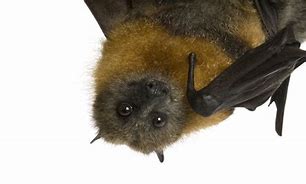 Image result for Pics of Bats in the Belfry