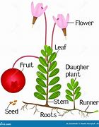 Image result for Cranberry Plant Root System