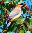 Image result for North America Birds Pictures
