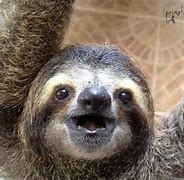 Image result for Sloth Hands
