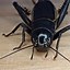 Image result for Crickets Chirping