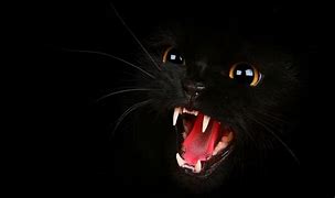 Image result for Cat Open Mouth HD JPEG-image