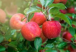 Image result for Bengits of Esting Apple's