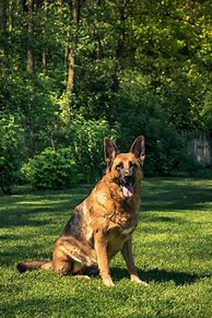 Image result for German Shepherd Dog Sitting