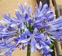 Bildergebnis für AGAPANTHUS PINOCCHIO