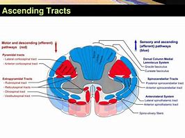 Image result for Spinal Cord Thoracic Level Tract