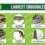 Image result for Biggest CROCODILE Ever