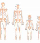 Image result for Baby Skeleton Vs. Adult Skeleton