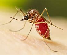 Image result for Aedes Aegypti Mosquitoes
