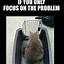 Image result for Hang in There Baby Cat
