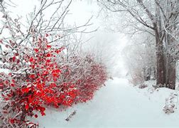 Image result for Winter Photography Wallpaper Red