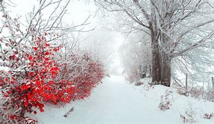 Image result for Winter Wallpaper Whith Red