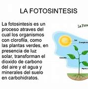 Image result for Que ES La Fotosintesis