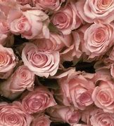 Image result for Pastel Rose Pink Color