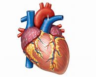 Image result for Human Heart Poster Aesthetic