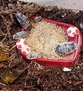 Image result for Isopod Dishes
