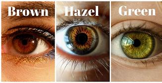 Image result for Hazel Eyes Rarity