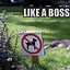 Image result for Awesome Cool Funny Cats