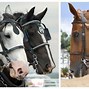 Image result for Horse Bridles and Bits