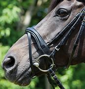 Image result for Snaffle Bridle