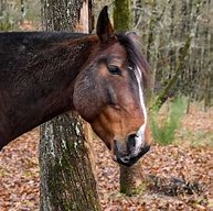 Image result for Horse in Forest