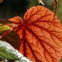 Image result for Begonia sinensis
